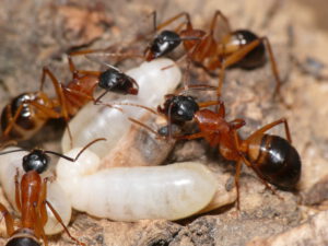 Camponotus consubrinus