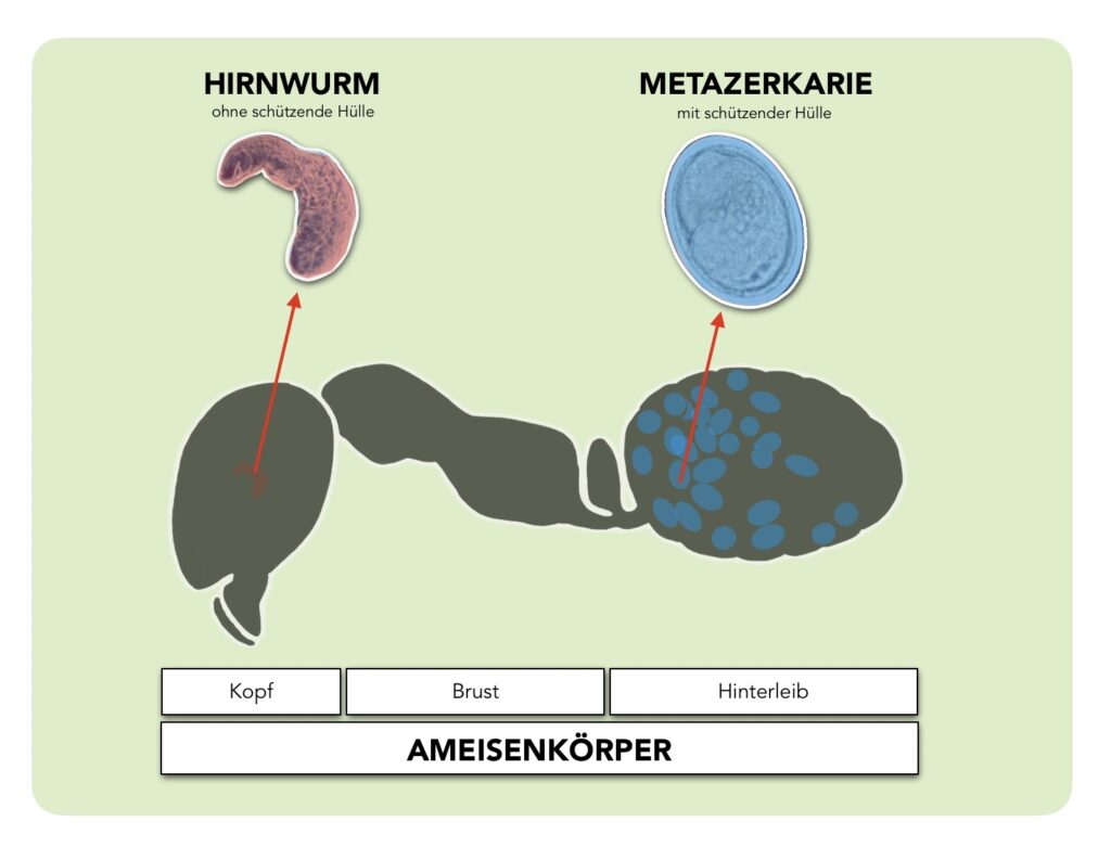 kleiner Leberegel - Matazerkarien und Hirnwrum in der Ameise